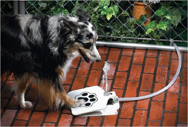 Фонтан Doggie - новая забава для вашей собаки