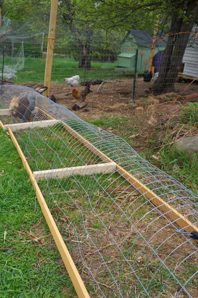 DIY Chicken Tunnel - iCreatived