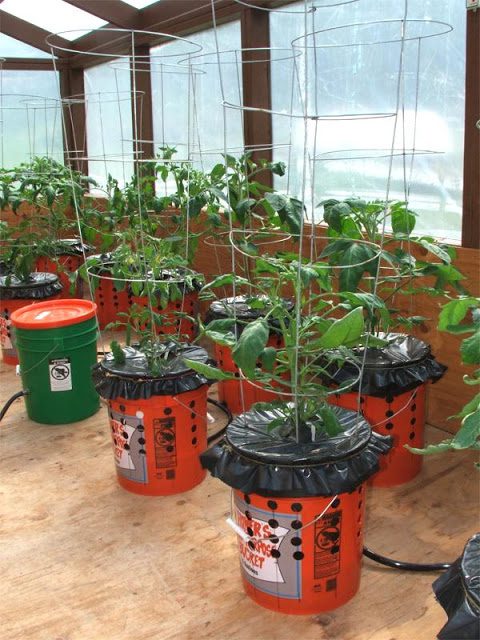 Как выращивать томатные растения в вёдрах?