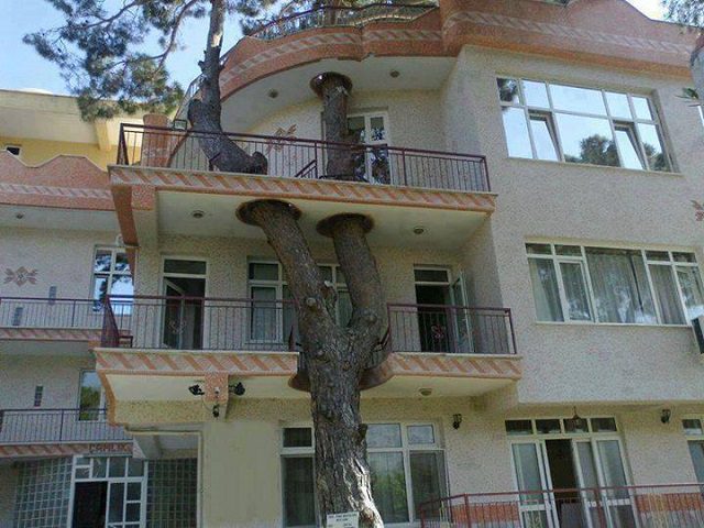 25 Designs which Respect The Trees 3