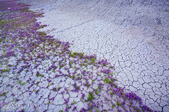 Colourful Flowers in Utah Deserts Captured by Guy Tal 4