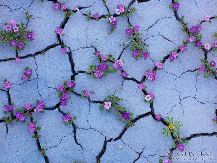 Colourful Flowers in Utah Deserts Captured by Guy Tal 5