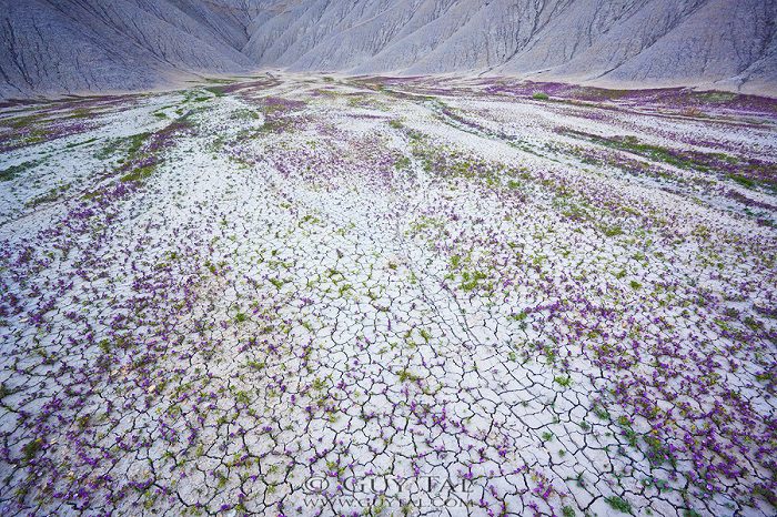 Colourful Flowers in Utah Deserts Captured by Guy Tal 6
