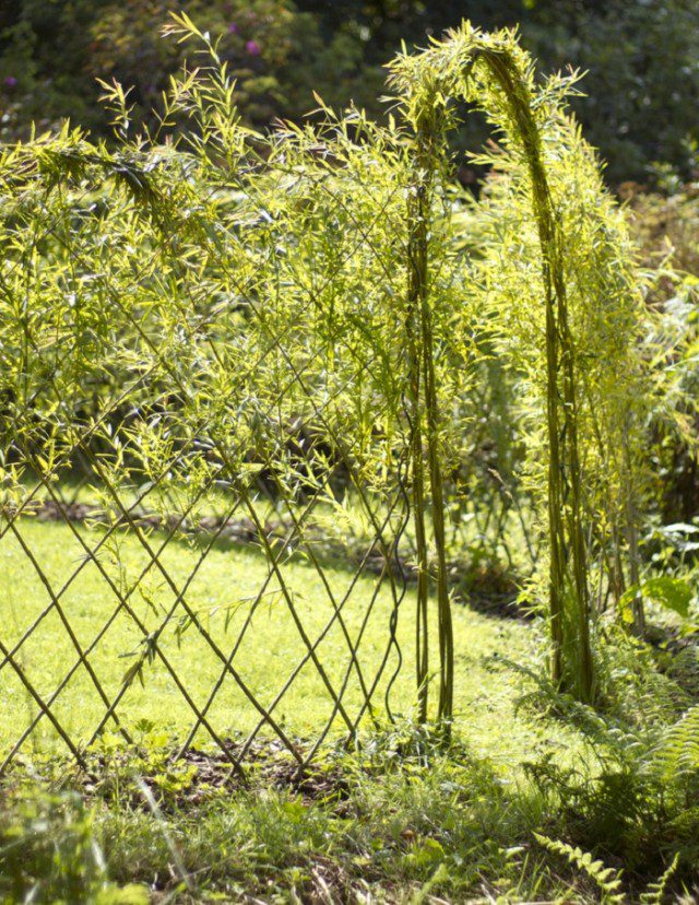 20 Beautiful Examples Of Living Willow Fences 14