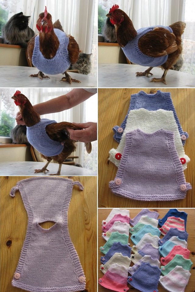DIY Chicken Sweaters
