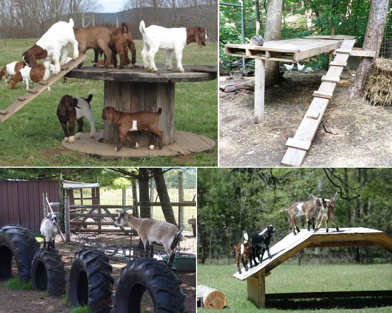 DIY Toys For Goats To Keep Them Busy 5