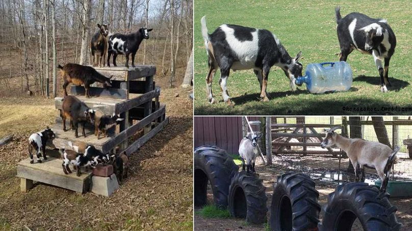 goat play equipment