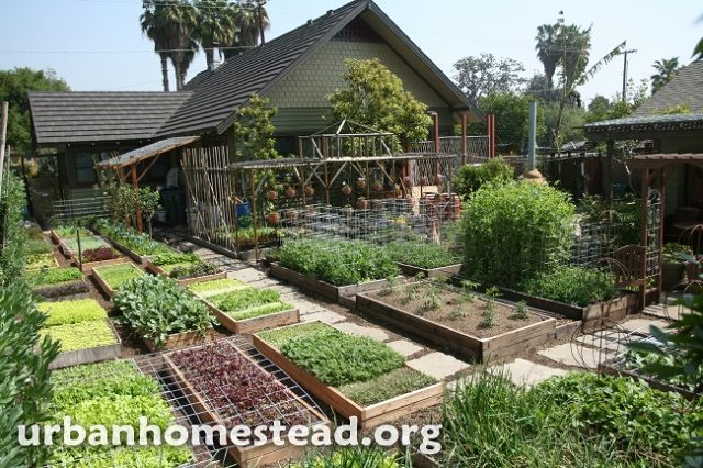 How to Grow 6,000 Lbs of Food on 110TH Acre_1