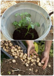 How To Grow 100 Pounds of Potatoes In a Barrel