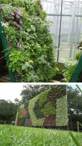Vegetables that can be grown