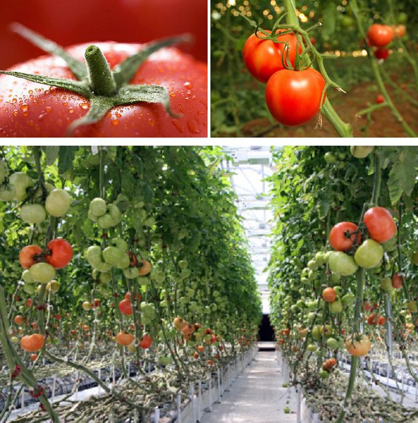 The values of tomatoes and a greenhouse effect can be a great treasure for you sweet fruit, whole year.