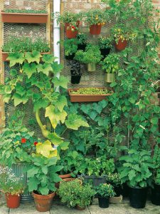 The vertical vegetable garden is a great potential and a small garden, this is the place to grow for a number of cultures.