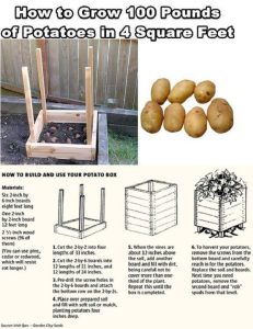 How to grow 100 pounds of potatoes and 4 SqFt