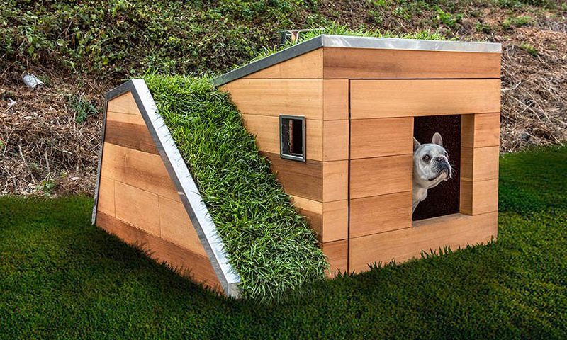 Doggy Dreamhouse: Innovative Approach to Dog Shelters