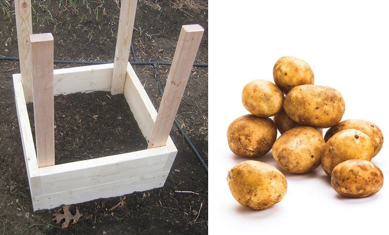 How to Grow 100 Pounds of Potatoes in 4 Square Feet