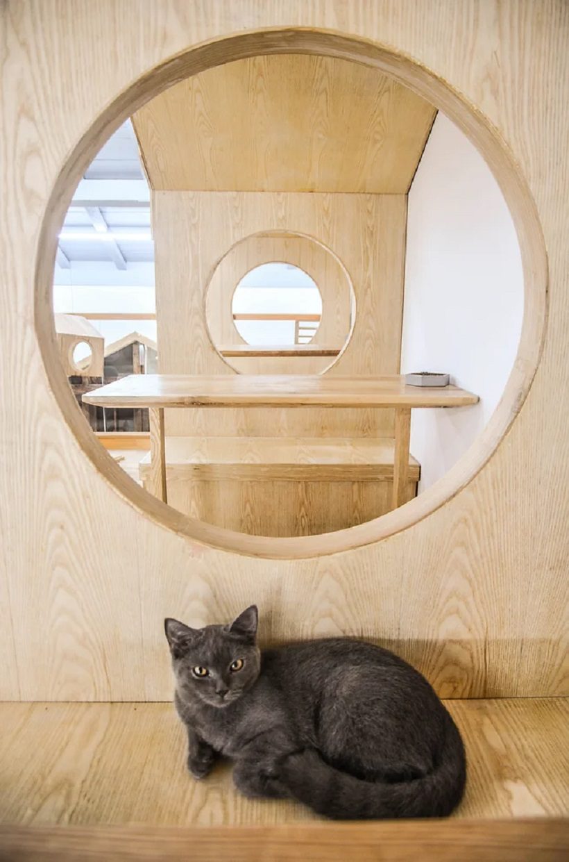 Resting Area at cat house
