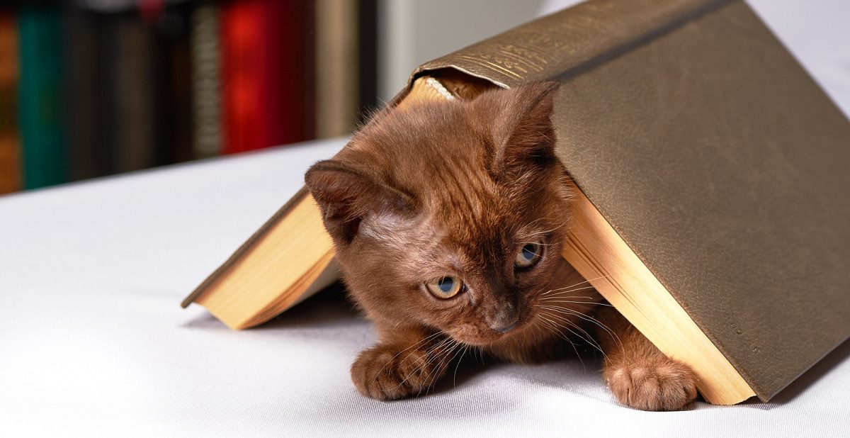 Cat under a book
