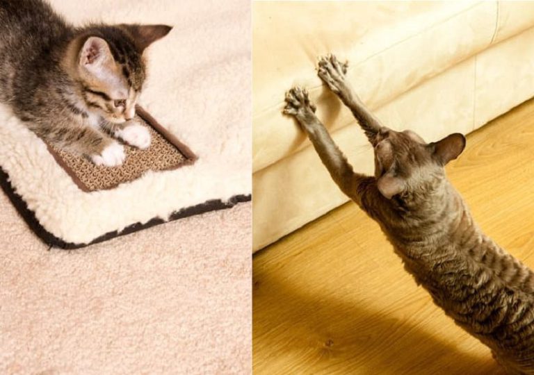 Vital Suggestions for Cat Friendly Decor iCreatived