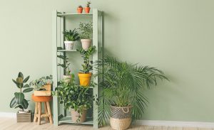 interior decoration with plants