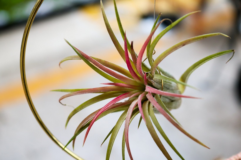air plant for interior decoration with plants