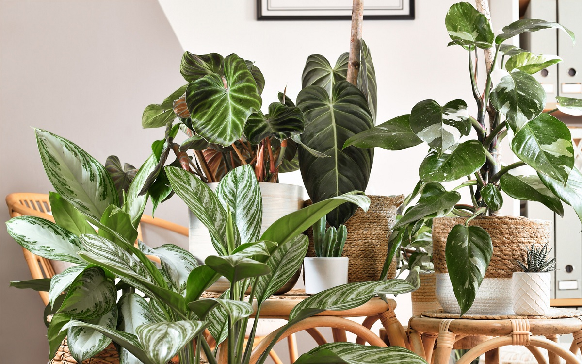 7 Ideas to Create an Urban Jungle Style into Your Home
