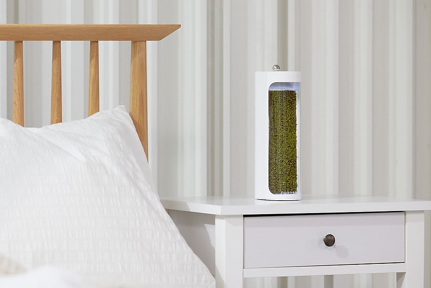 Moss Air Is an Air Humidifying Terrarium