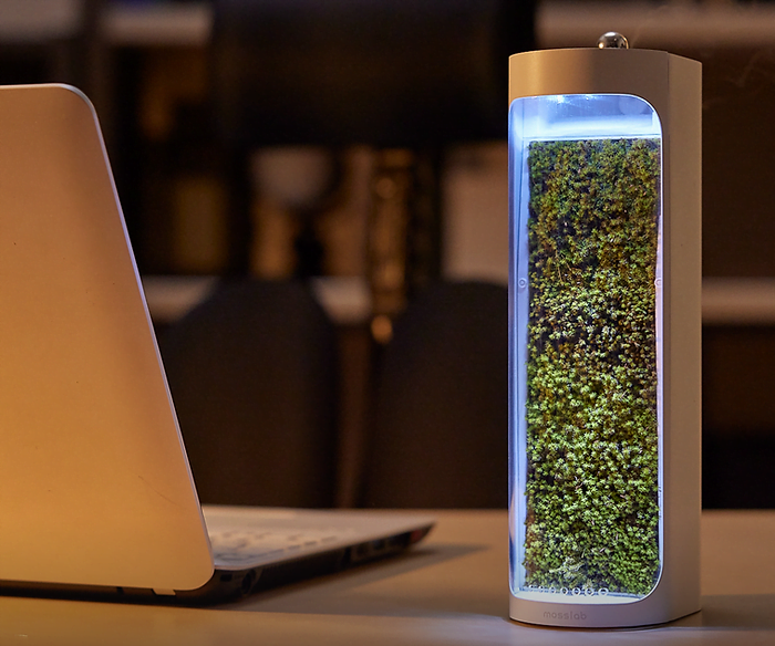 Moss Air Is an Air Humidifying Terrarium
