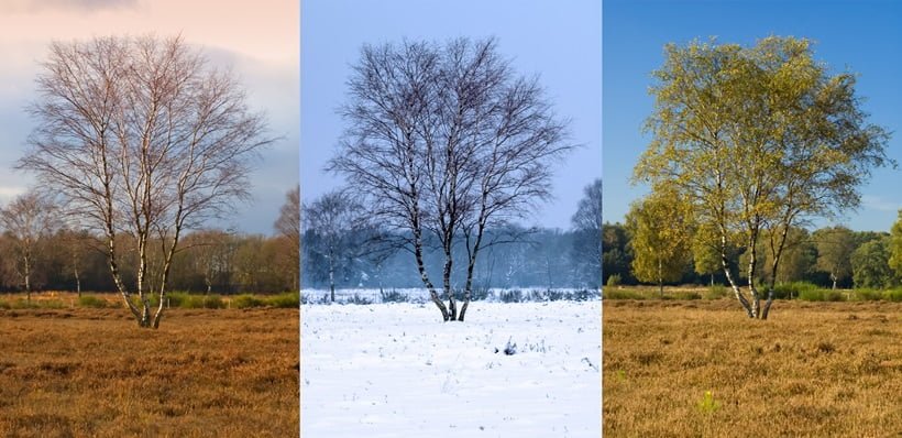 spring, winter,fall