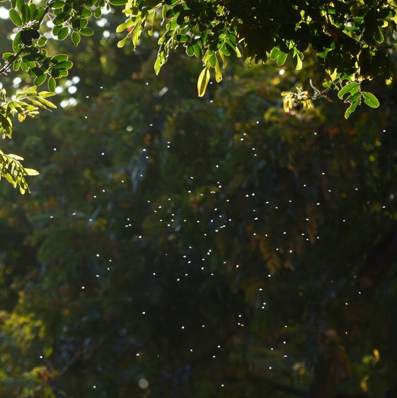 mosquitoes flying around a tree