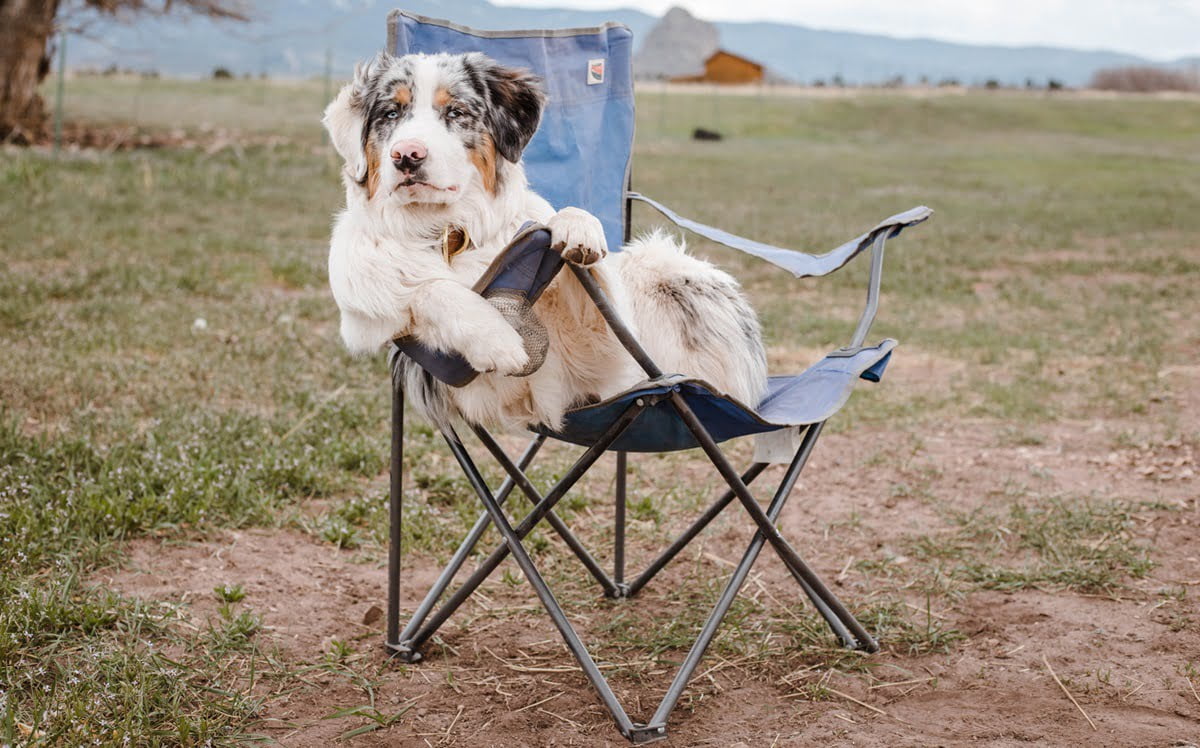 Pet friendly camping allows you to enjoy nature together while creating unforgettable memories. Experience the outdoors with your bestie!