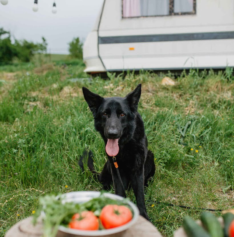 a dog looking at tomatoes