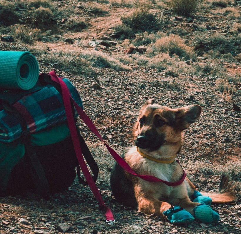 a dog waiting for his owner