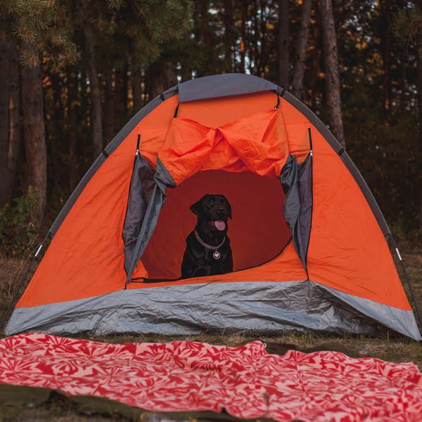 Learning how to level up camping experience can make all the difference between a basic outdoor trip and an unforgettable adventure.