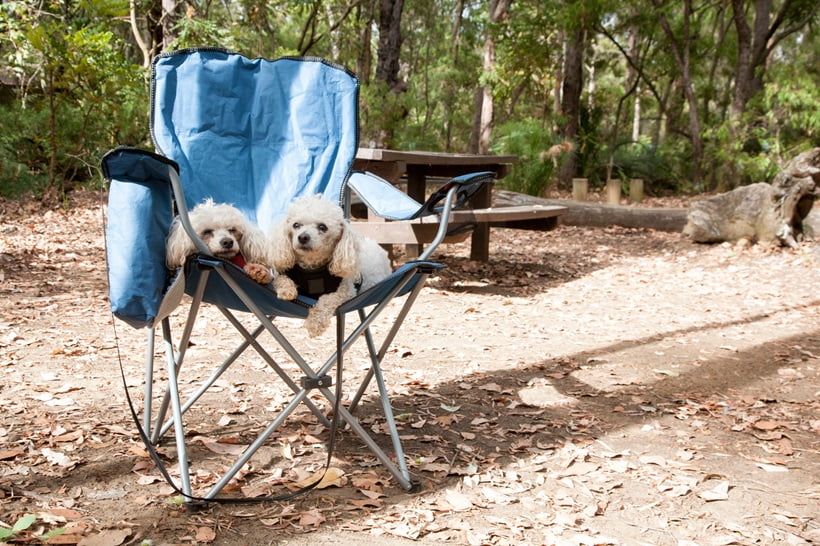 dogs sitting on a camping chair