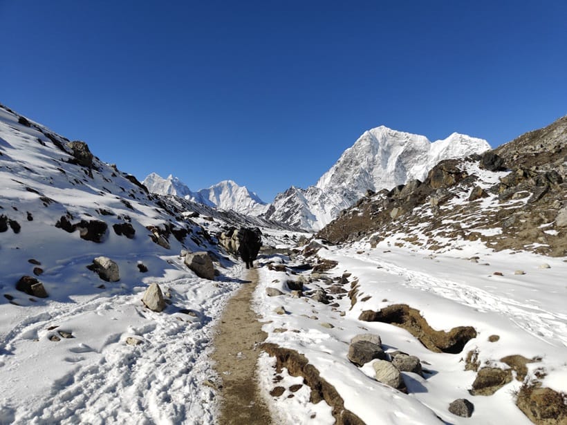 demesticated yak near glaciers