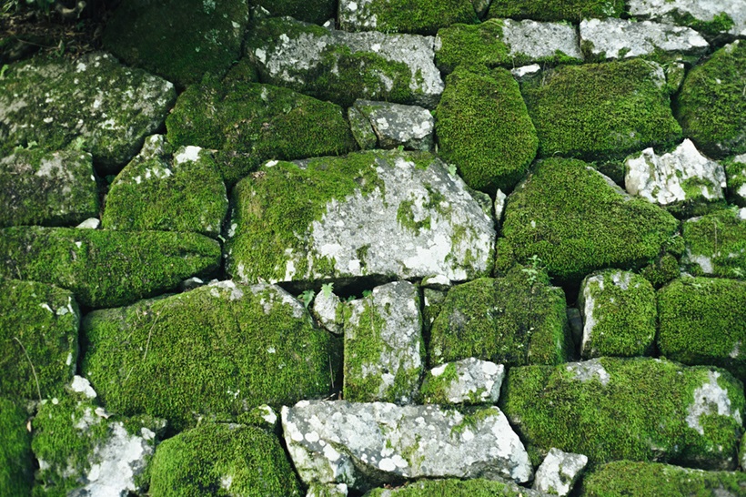 moss on stones