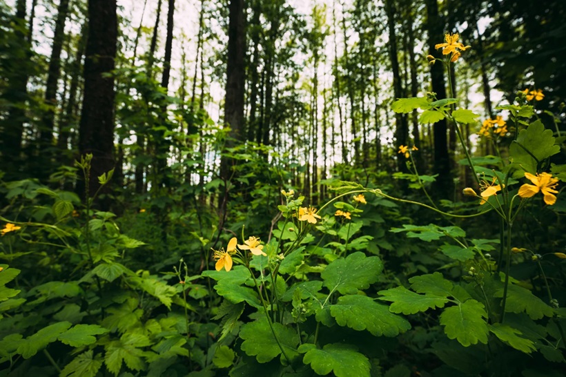 defining different plants in forest for camping science activities