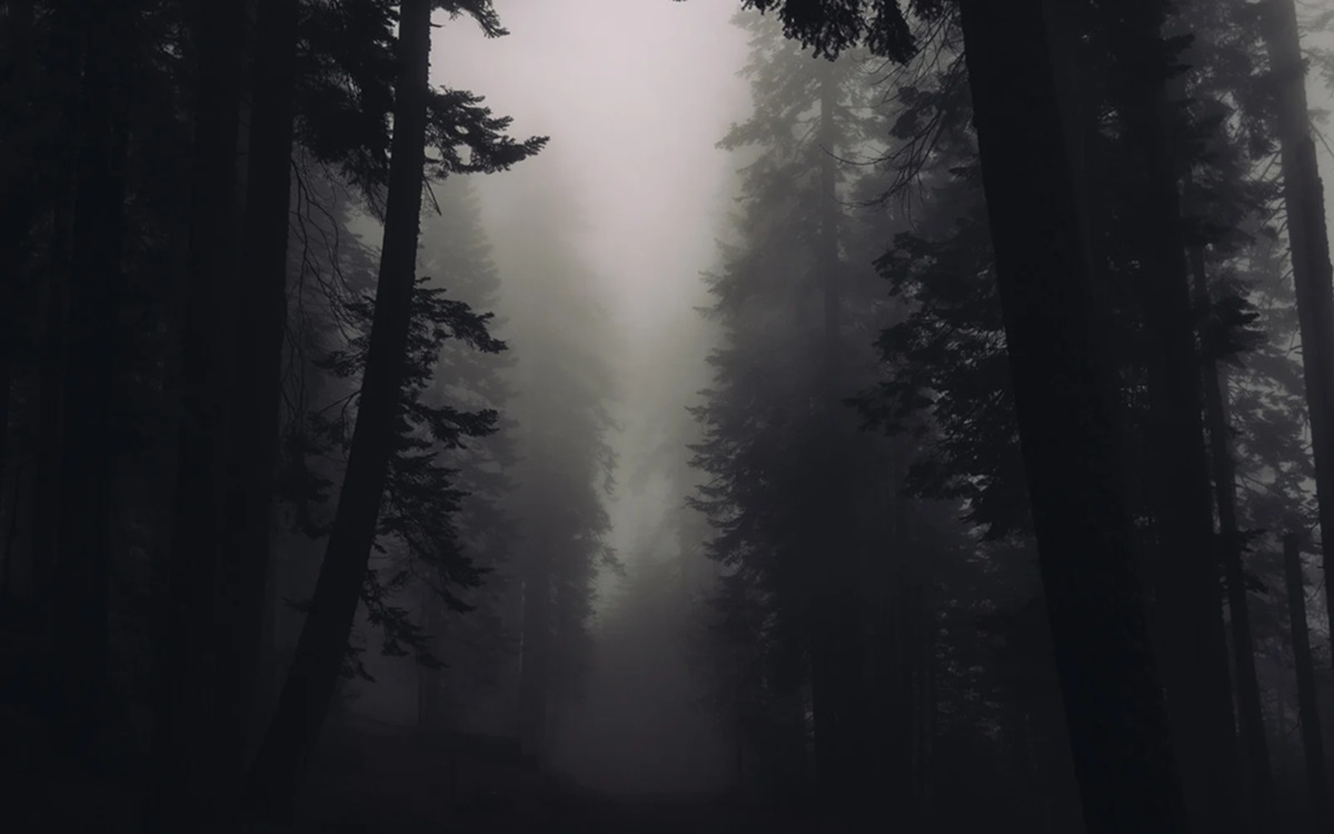 To secure yourself in the forest, we prepared essential tips you can use when lost in the woods. Click to learn everything you should know