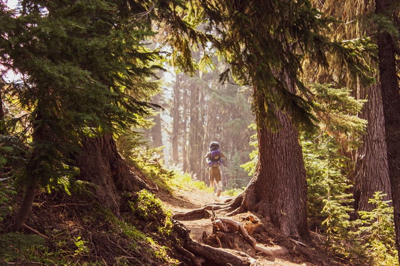a hiker walking in the forest