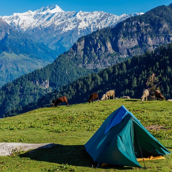 Mountain camping offers a thrilling escape into nature. It invites adventurers to explore rugged landscapes and tranquil peaks.
