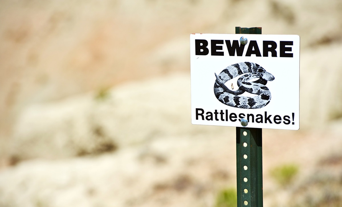 If you are a beginner camper, encountering snakes while camping can be a nerve-wracking experience.