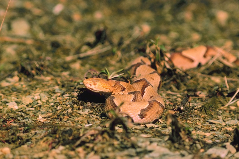 If you are a beginner camper, encountering snakes while camping can be a nerve-wracking experience.