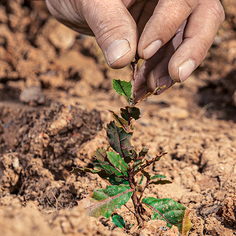 planting a tree